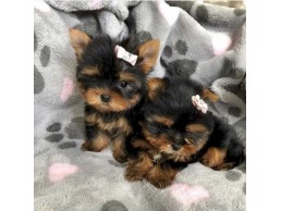 Affectionate and Affordable yorkie puppies