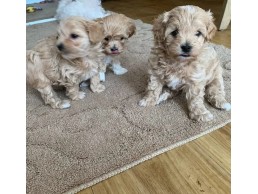Cute & Cuddly Maltipoo Puppies for Sale