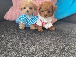 Gorgeous Toy Poodle Puppies for Sale