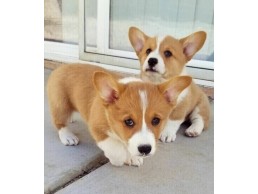  Cute Registered Corgi Puppies for Sale 