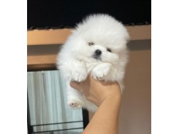 Teacup Pomeranian Puppies Available now for Sale