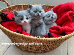 young cups british shorthair kittens 
