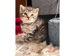 Bengal Kitten on Sale 