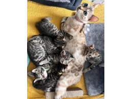 Bengal Kittens Available