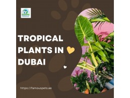 Tropical Plants in Dubai: Enhance Your Space with Famous Pets’ Exotic Greenery